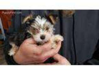Yorkshire Terrier Puppy for sale in West Bend, WI, USA