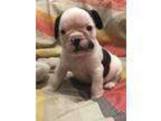 Bulldog Puppy for sale in Cumberland, MD, USA