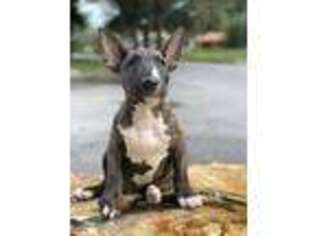 Bull Terrier Puppy for sale in Zebulon, NC, USA