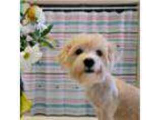 Bichon Frise Puppy for sale in Ossipee, NH, USA