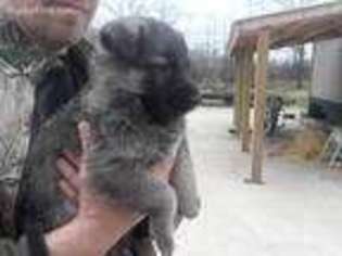 German Shepherd Dog Puppy for sale in Hallsville, MO, USA
