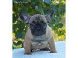 French Bulldog Puppy for sale in Lincolnshire, IL, USA