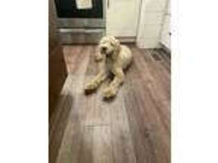 Goldendoodle Puppy for sale in Brushton, NY, USA