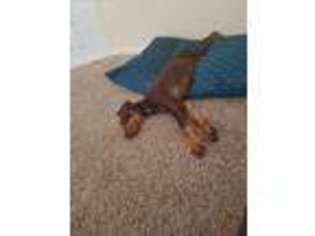 Doberman Pinscher Puppy for sale in Cadiz, OH, USA