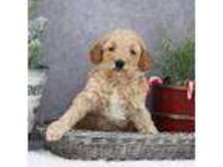 Mutt Puppy for sale in Itasca, TX, USA