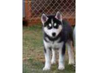 Siberian Husky Puppy for sale in Plummer, ID, USA