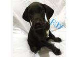 Great Dane Puppy for sale in Winfield, AL, USA