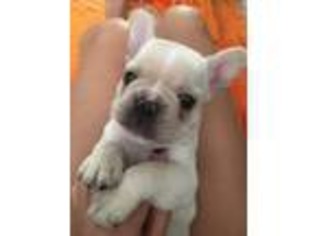 French Bulldog Puppy for sale in Bayside, NY, USA