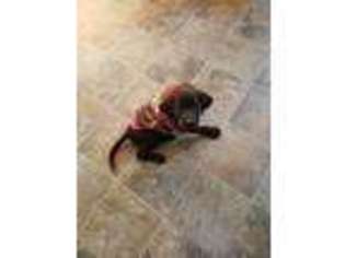 Labrador Retriever Puppy for sale in Potosi, WI, USA