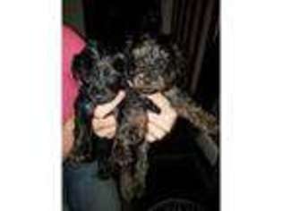 Yorkshire Terrier Puppy for sale in Brinsworth, South Yorkshire (England), United Kingdom