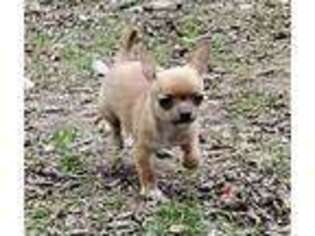 Chihuahua Puppy for sale in Weatherford, TX, USA