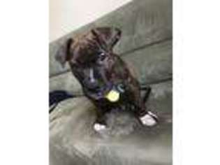 American Staffordshire Terrier Puppy for sale in Buffalo, NY, USA