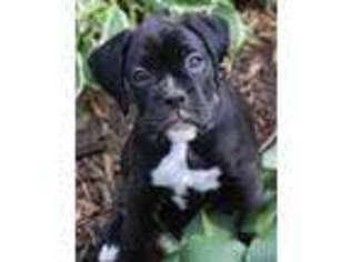 Boxer Puppy for sale in Hodgenville, KY, USA