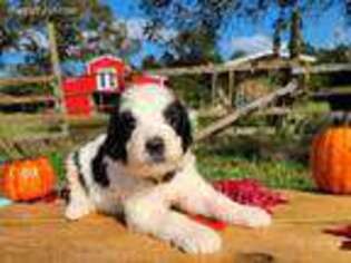 Saint Berdoodle Puppy for sale in Hattiesburg, MS, USA