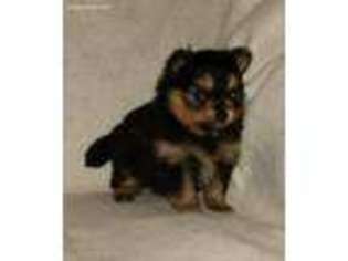 Pomeranian Puppy for sale in Kellyville, OK, USA