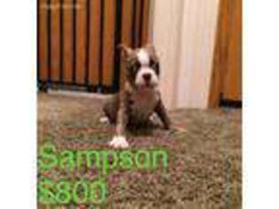 Boston Terrier Puppy for sale in Cave City, AR, USA