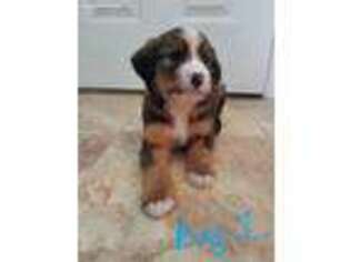 Mutt Puppy for sale in North Jackson, OH, USA