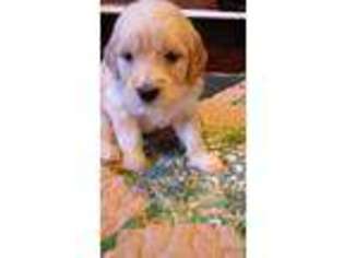 Goldendoodle Puppy for sale in Wilburton, OK, USA