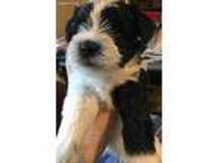 Mutt Puppy for sale in Catoosa, OK, USA