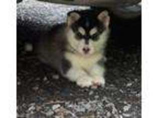 Siberian Husky Puppy for sale in Winchester, VA, USA