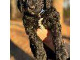 Mutt Puppy for sale in Jackson, GA, USA