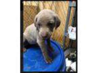Weimaraner Puppy for sale in Denton, NC, USA