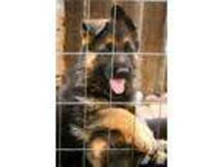 German Shepherd Dog Puppy for sale in RODEO, CA, USA