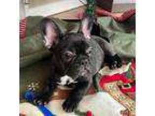 French Bulldog Puppy for sale in Cuyahoga Falls, OH, USA
