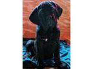 Cane Corso Puppy for sale in Boones Mill, VA, USA