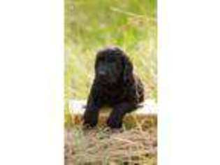 Goldendoodle Puppy for sale in Jonesville, NC, USA
