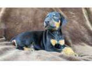 Doberman Pinscher Puppy for sale in Colton, CA, USA
