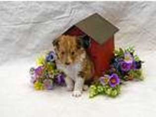 Shetland Sheepdog Puppy for sale in Twentynine Palms, CA, USA