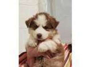 Siberian Husky Puppy for sale in Dalton, GA, USA