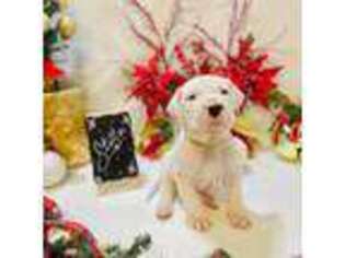 Dogo Argentino Puppy for sale in San Augustine, TX, USA