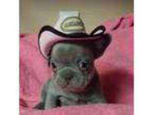 French Bulldog Puppy for sale in Kendallville, IN, USA
