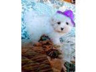 Maltese Puppy for sale in Wilkesboro, NC, USA