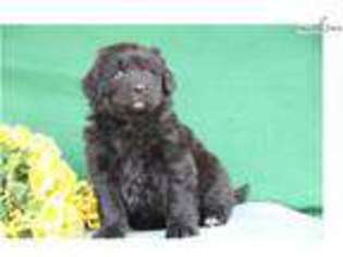 Newfoundland Puppy for sale in Harrisburg, PA, USA