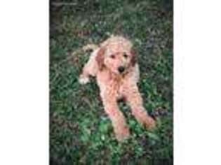 Goldendoodle Puppy for sale in Newton, NC, USA