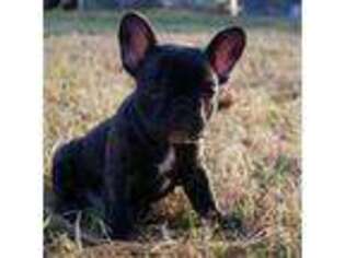 French Bulldog Puppy for sale in Logan, OH, USA