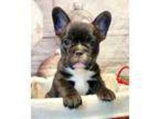 French Bulldog Puppy for sale in Pine Mountain, GA, USA