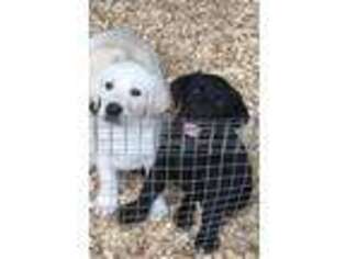 Labrador Retriever Puppy for sale in Taylorsville, NC, USA