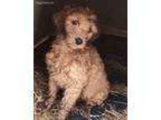 Goldendoodle Puppy for sale in Iron River, MI, USA