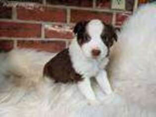 Miniature Australian Shepherd Puppy for sale in Washington Court House, OH, USA