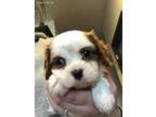 Cavalier King Charles Spaniel Puppy for sale in West Fargo, ND, USA