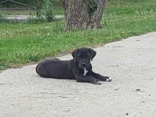 Great Dane Puppy for sale in Arriba, CO, USA