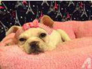 French Bulldog Puppy for sale in WANATAH, IN, USA