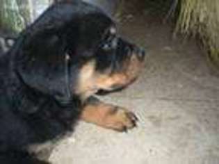 Rottweiler Puppy for sale in Holt, FL, USA