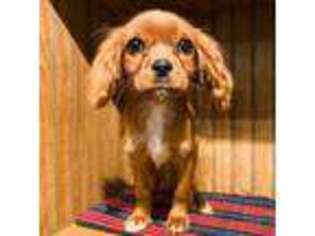 Cavalier King Charles Spaniel Puppy for sale in Monroe, LA, USA