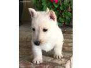 Scottish Terrier Puppy for sale in Princeton, CA, USA