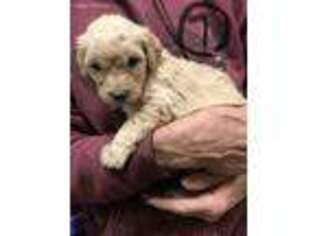 Labradoodle Puppy for sale in Rensselaer, IN, USA